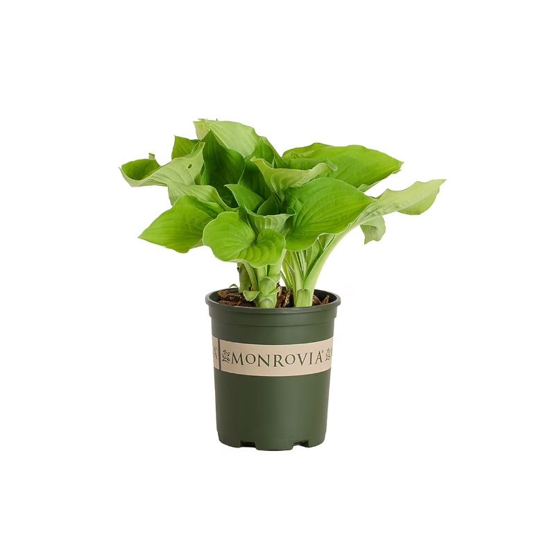 August Moon Hosta Plant